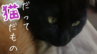 【猫】起きた！いやまた寝るんかーい (ﾉ_ _)ﾉ Cat sleep a lot