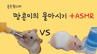 골든햄스터 땅콩이의 물 마시기 + ASMR(어떤 급수기가 햄스터에게 좋을까요?)