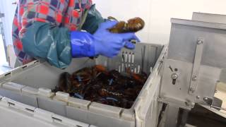 Cube Seafood - Live Lobster Grader 1