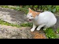 Angry Cat attacking other Cats while eating. 😮