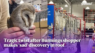 Barn owl dies after being trapped in Bunnings store | Yahoo Australia