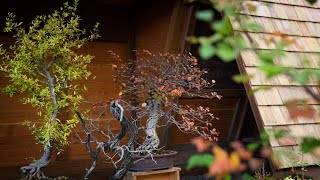 Korean Hornbeam Bonsai Fall Pruning