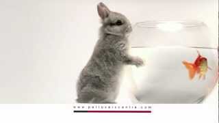 Rabbit TV Ads