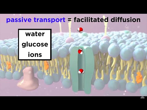 Which proteins are used in active and passive transport?