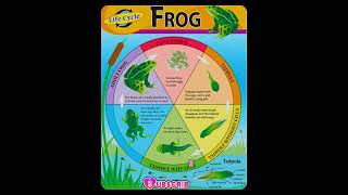 How to draw Life cycle of Frog Diagram drawing || step by step science poster tutorial (easy) ||