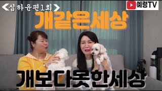 [심하윤편1회]개같은세상개보다못한세상,,남과북의 개권을 말하다#예령TV