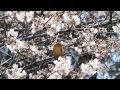 野鳥：カワセミ 雄／桜の花の中に 7d