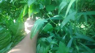 Nature Adventure: Steven Falls Into The River And Looks For Ferns