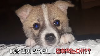 사람 없이 밤에 잠을 못 자는 아기강아지 교육하기