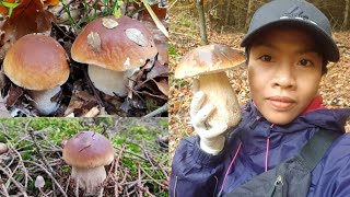 เก็บเห็ดผึ้งหวานดอกอ่อนๆงามๆ😍เห็ดสวยมาก‼🤩 |Steinpilz |Picking wild mushroom 03-11-2020 🇩🇪