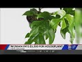 First at Four: Woman pays $5,300 for houseplant