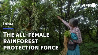 The women guarding India's rainforest | AFP