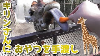 同じ目線でおやつをあげられるキリンさんたち【市原ぞうの国/サユリワールド】