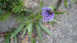 Scilla peruviana,  George's Walk Hayle 10 April 2022