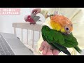 ママと10分離れただけで寂しくて鳴き叫ぶ鳥達がこちら‥【シロハラインコ】