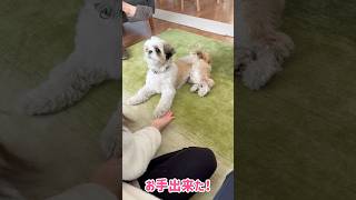 【シーズー】焦って技を間違える愛犬が可愛い💕 #癒し #シーズー #dog #犬のいる生活 #puppy