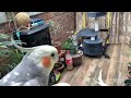 teach cockatiels to sing be patient and be able to tolerate bird laziness there will be surprises