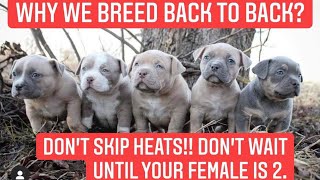 Don’t skip heats! What age should I breed my American Bully female? Breed back to back