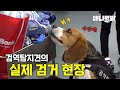 댕댕이 순찰대 출동! 검역 탐지🐶의 하루ㅣThe Day Of The Quarantine Detection Beagles