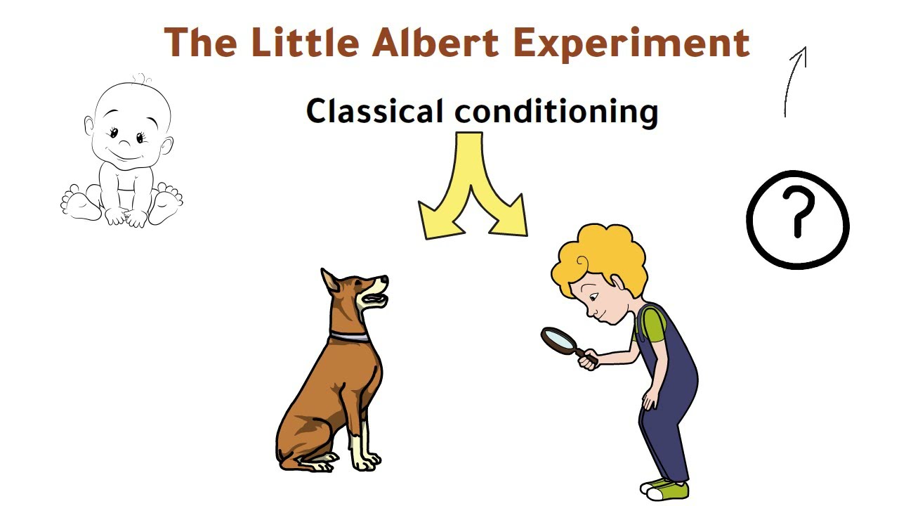 The Little Albert Experiment | John Watson | Classical Conditioning ...