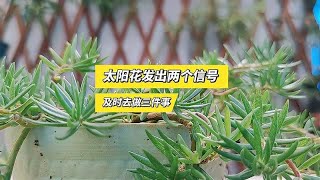 太阳花发出两个信号，就是休眠了，及时去做3件事，安全过冬