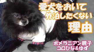 これを見ると愛犬を置いてまで旅行に行かなくなった理由がわかります（笑）