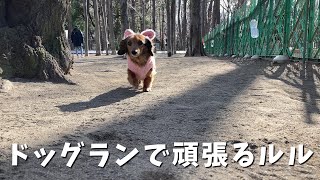 【応援して〜】犬見知りをドッグランで克服したい！