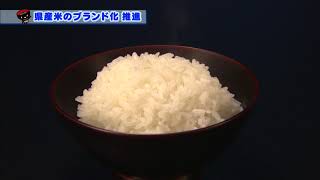 いわて！わんこ広報室　【第33回】県産米のブランド化推進～②待望のデビュー「金色の風」～