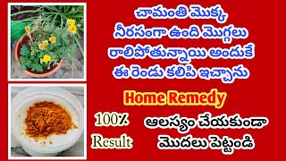 వంటింట్లో వండర్ఫుల్ మెడిసిన్|How to great more blooms @MokkalathoManam #chamanthi #flowers #garden