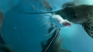 Tiger Shovelnose Catfish Eats *Live* Mouse