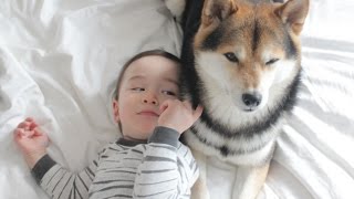 Cute Shiba Inu and Cute Baby Laughing Every Day - Dog and Baby Videos