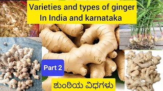 Varieties and Types of ginger in india and karnataka. ನಮ್ಮ ಭಾರತ ಮತ್ತು ಕರ್ನಾಟಕದ ಶುಂಠಿಯ ವಿಧಗಳು.