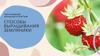 684. Земляника. Почему одну  сеем семенами, а другую только розетками? Микроклонирование.