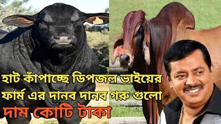 হাট কাঁপাচ্ছে ডিপজল ভাইয়ের বিশাল আকারের দানব দানব গরু গুলো। Gabtoli Gorur Hat 2022।Help Tips