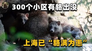 几千只貉上了“沪口”！上海超300小区被入侵，吃猫粮打狗还咬人