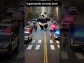 panda becomes hero after saving people