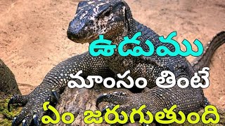 monitor lizard curry benifits and uses in telugu|ఉడుము కూర తింటే ఏం జరుగుతుంది