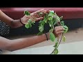 ✨️மாடி தோட்ட பழச்செடி எல்லாம் வீடு தேடி வருமா🤔⁉️மாடி தோட்டம் terrace gardening unboxing and review