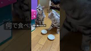 最後の1個のおやつ食べたかったにゃ。おしおきするにゃ。#アメショ#アメリカンショートヘア#cat#cats#猫のいる暮らし#猫のいる生活