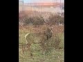 how 750 000 deer went missing in scotland