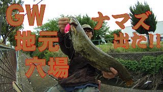 ナマズ\u0026雷魚釣り GW地元の穴場を釣る20180430【虫くん釣りch】