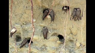 637. Břehule říční, Sand Martin, Uferschwalbe, Береговушка, Brzegówka zwyczajna