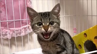 子猫がお腹をすかせるとこう鳴きますｗ