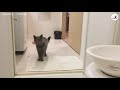 ママ何してるの…？ お風呂に入っているママが気になる猫ちゃん🐱【peco tv】