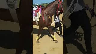 Biggest Match Race Ever In Guyana| Dan Star Vs Charandas Vs Perfect Storm Vs Cow boy| 20-02-2022