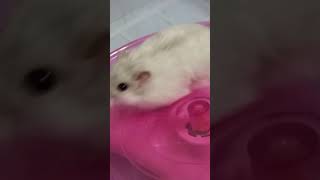 플라잉소저 타기 진심인 햄스터   #shotrs  #hamster  #허투루 아니고 짱진지