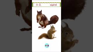 #Shorts| 中英文学习 - 野生动物 - 松鼠 | Learning English and Chinese - wild animal - Squirrel