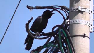 ハシブトガラスの鳴き声