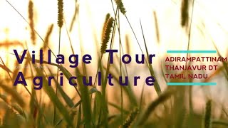 Village Tour Agriculture - Rice | Adirai | Thanjavur | Tamil Nadu