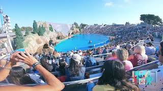 San Diego Sea World Whale Show Killer Whale Show